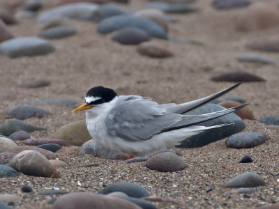 Little Tern