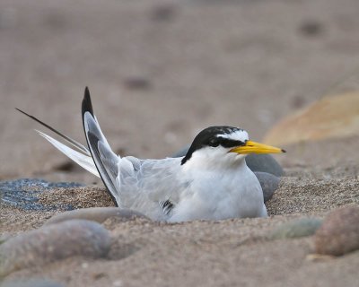 Little Tern