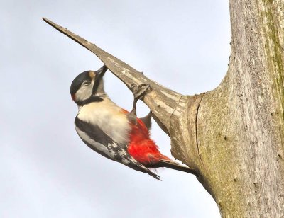 Great-spotted Woodpecker (male)