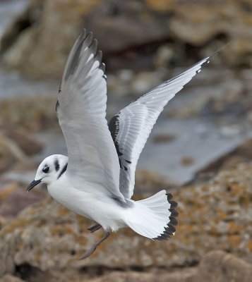 Kittiwake (juvenile)