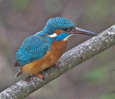 Kingfisher