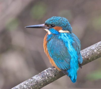 Kingfisher