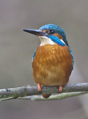 Kingfisher