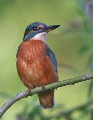 Kingfisher