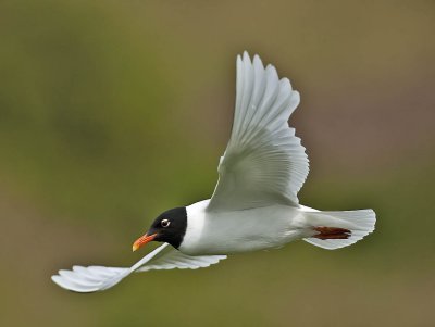 Mediterranean Gull (adult summer)