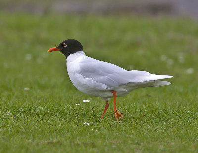 Mediterranean Gull (adult summer)