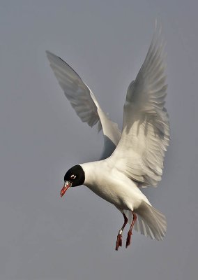Mediterranean Gull (adult summer)