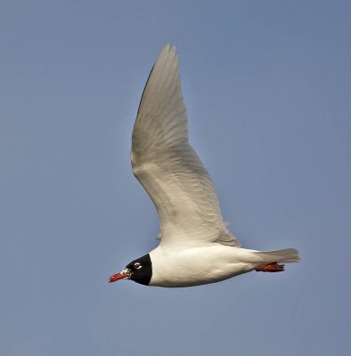 Mediterranean Gull (adult summer)