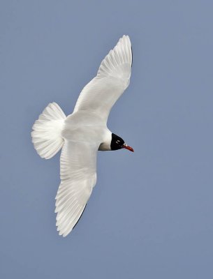 Mediterranean Gull (adult summer)