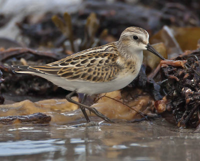 Little Stint (juvenile)