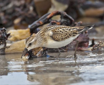 Little Stint (juvenile)