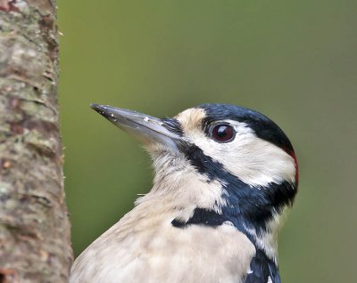 Great Spotted Woodpecker  (male)