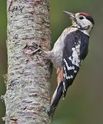 Great Spotted Woodpecker (juvenile male)