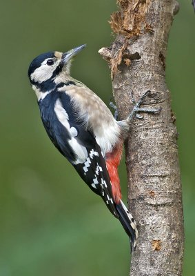 Great-spotted Woodpecker (female)