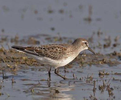 White-rumped Sandpiper North Ronaldsay 16th October 2006