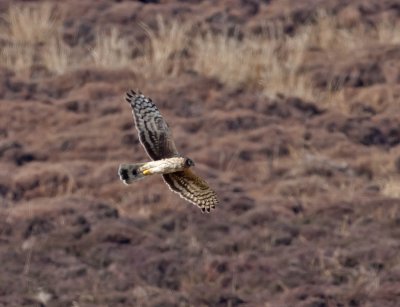 Hen Harrier (female)