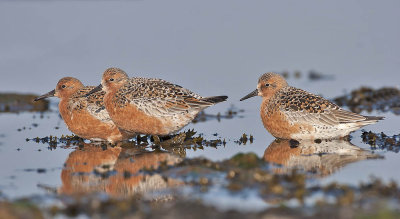 Knot (breeding plumage)