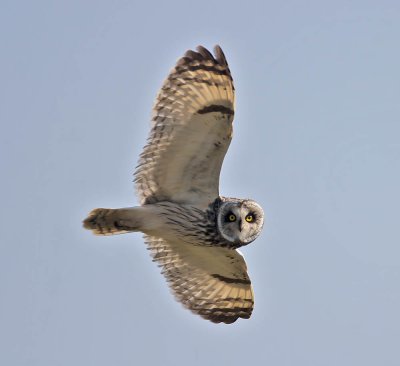 Short-eared Owl Orkney May 2006