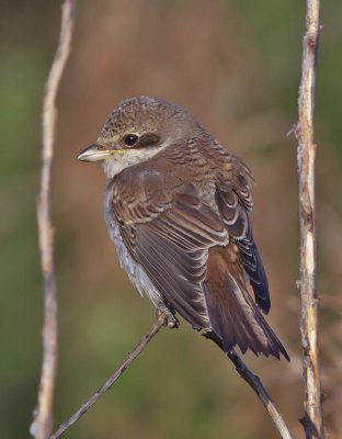 Red-backed Shrike (juvenile)
