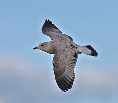 Mediterranean Gull (juvenile)