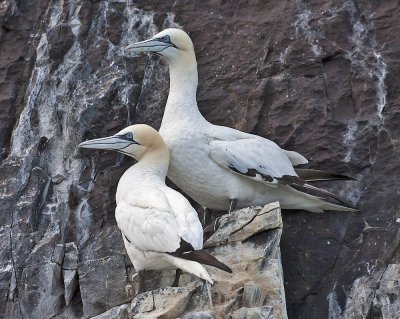 Gannets on the Bass Rock