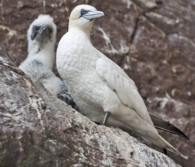 Gannet and young