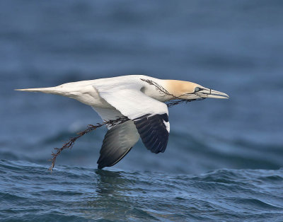 Gannet with nesting material