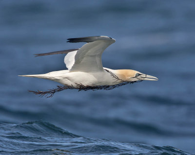 Gannet with nesting material