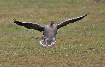 Pink-footed Goose