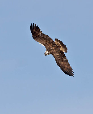 Osprey