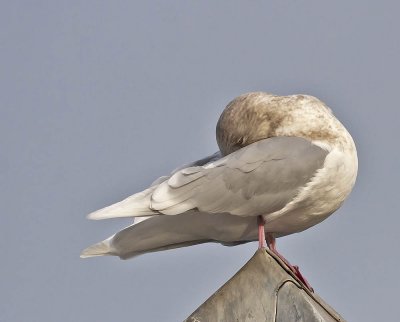 Iceland Gull (adult winter)