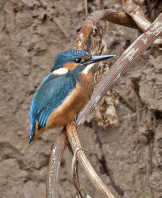 Kingfisher Pollok CP 21st September 2005  