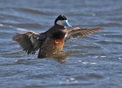 Ruddy Duck drake