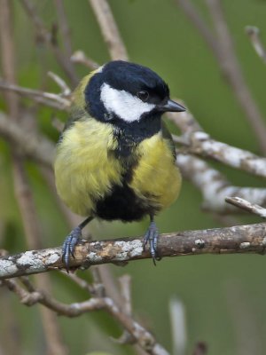 Great Tit