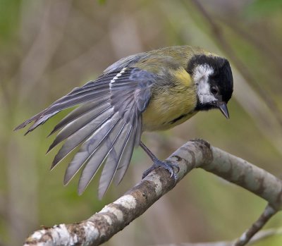 Great Tit