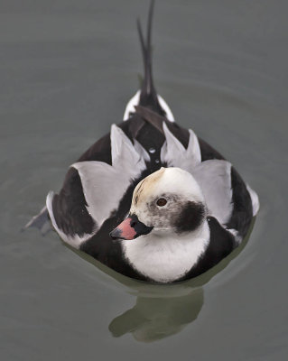 Long-tailed Duck