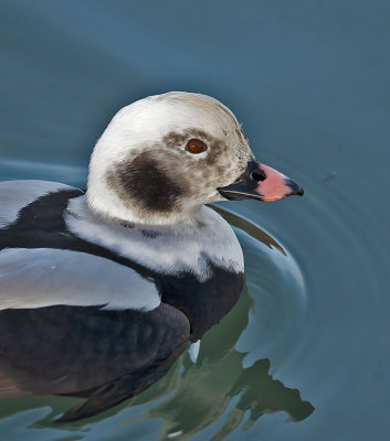 Long-tailed Duck