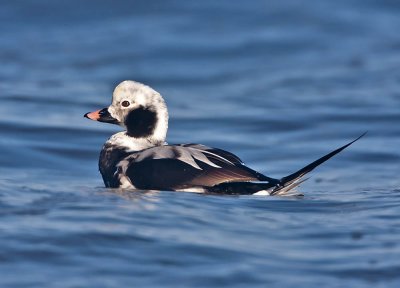 Long-tailed Duck (drake) Balcomie