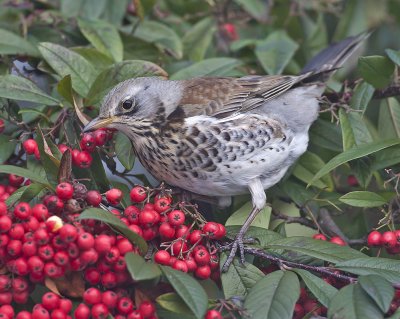 Fieldfare