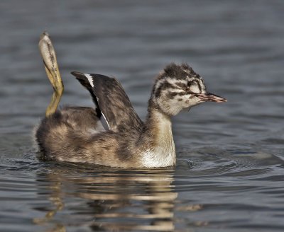 Great Crested Grebe juvenile