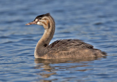 Great Crested Grebe juvenile