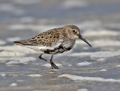 Dunlin (adult moulting out of breeding plumage)