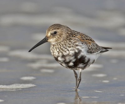Dunlin (adult moulting out of breeding plumage)
