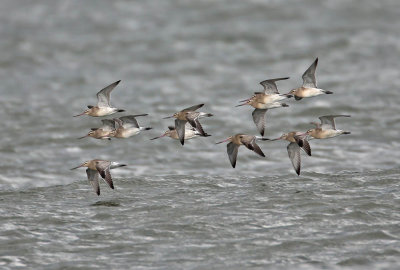 Bar-tailed Godwits