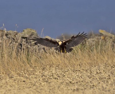 Marsh Harrier (female)
