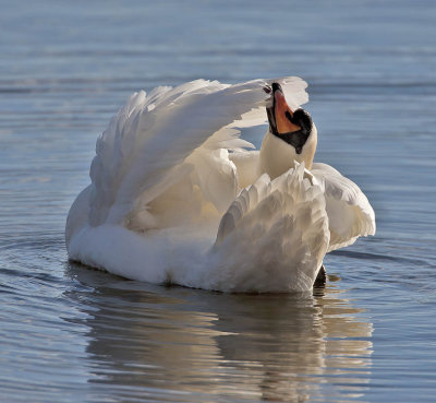 Mute Swan