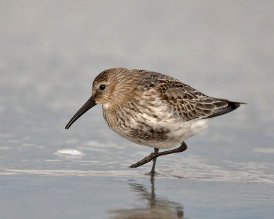 Dunlin