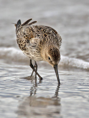 Dunlin