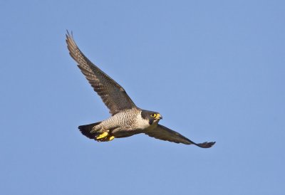 Peregrine Falcon (female)