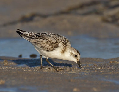 Sanderling